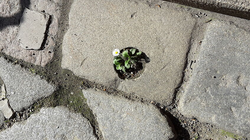 Flower growing out of little hole in street copyright Agnes Leyrer